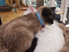 -猫小院猫主题咖啡厅(北锣店)