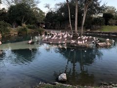 -奥兰多迪士尼动物王国乐园