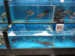 水产区-盒马鲜生(皇庭广场店)