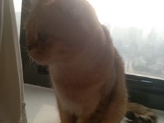 -猫腻·猫咖·撸猫馆(星光大道店)