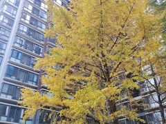 -西南交通大学(九里校区)