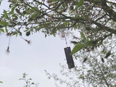 -古柏渡丰乐樱花园