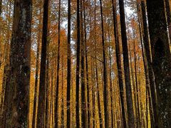 -山王坪喀斯特国家生态公园