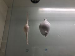 -青岛贝壳博物馆