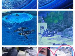 -上海海昌海洋公园