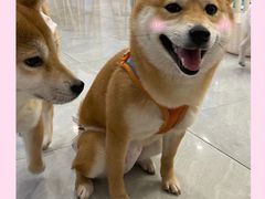 -柴犬小屋·柴餐厅·狗咖食堂(金鼎广场店)