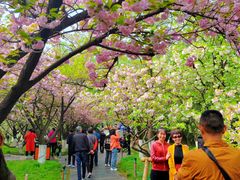 -西安青龙寺遗址景区