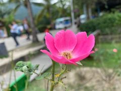 -亚龙湾国际玫瑰谷