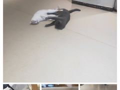 -藏猫猫咖啡主题馆(中央大道店)