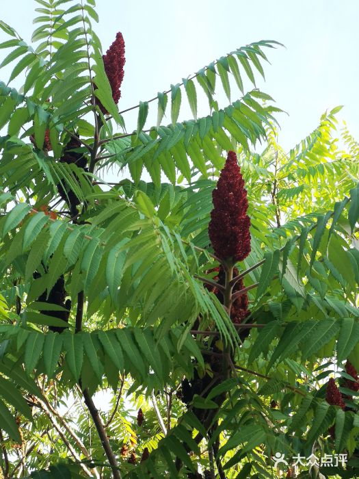 伊犁河风景区图片