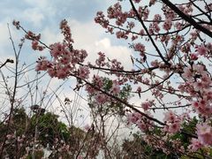 -王借岗森林公园