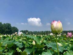 -洪湖生态旅游区