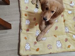 -翊宠yipet猫狗购宠庄园犬舍•猫舍