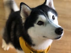 -Husky Go! 哈士奇体验馆·宠物咖啡厅狗咖