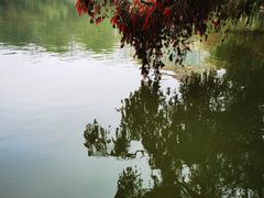 -金花茶公园