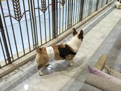 -柴犬小屋·柴餐厅·狗咖食堂(金鼎广场店)
