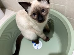 -天使宠物医院·犬猫分诊(彩虹店)