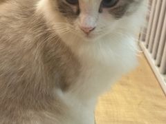 -Let's go狗咖·猫咖·奶狗·桌游(春熙路IFS店)