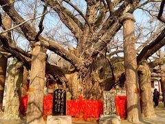 -浮来山风景区