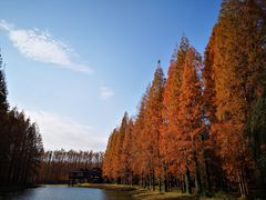 -黄海国家森林公园