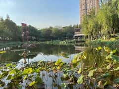 -陈家山荷花公园