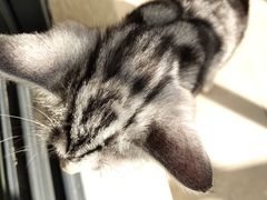 -优米宠物美容(体育场路店)