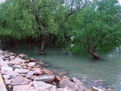 -宝安西湾红树林湿地公园