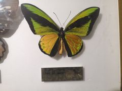 -上海昆虫博物馆