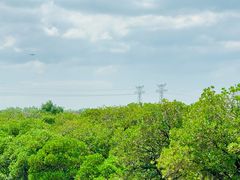 -宝安西湾红树林湿地公园