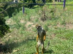 -大连森林动物园