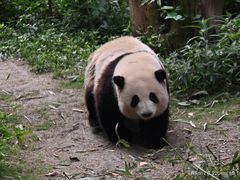 -成都大熊猫繁育研究基地