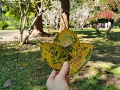 -中国科学院西双版纳热带植物园
