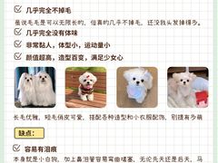 -萌宠之家·腊肠犬·马尔泰·小体犬舍