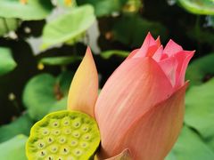 -广州莲花山旅游区