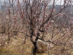 -泰山风景名胜区-虎山公园