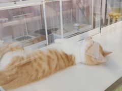 -三花喵·撸猫购宠·宠物生活馆(虹桥南丰城店)
