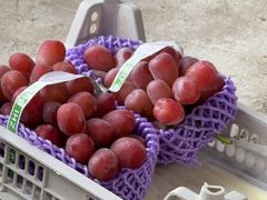 -马陆小张葡萄园农家乐