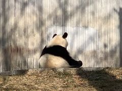 -卧龙中华大熊猫苑神树坪基地
