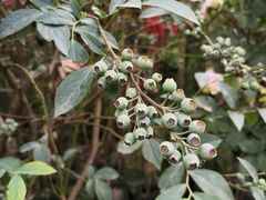 -三圣花乡旅游区