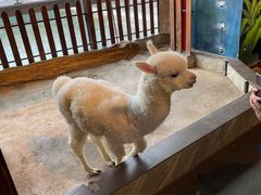 -昆明大悦城未来动物城(螺蛳湾中心店)