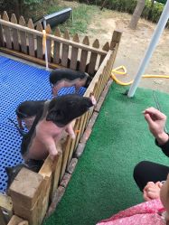 -萌宠亲子动物乐园(槐房万达店)