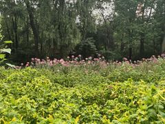 -黑龙江省森林植物园