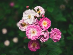 -洛阳市隋唐城遗址植物园