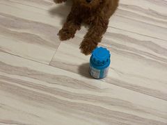 -小叮当动物医院·骨科·眼科