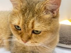 -COLOR PETS 撸猫馆·购猫·猫咖(长风大悦城店)