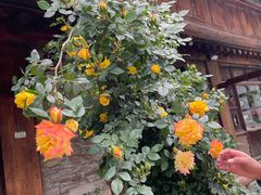 -桑吉林新派藏餐·汤锅·川菜