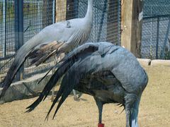 -盐城丹顶鹤湿地生态旅游区