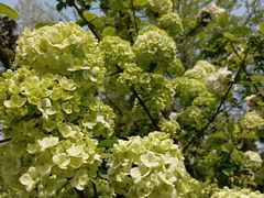 -天鹅湖体育公园