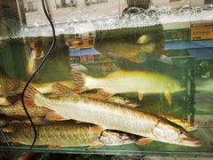 水产区-煲来饱去冷水鱼