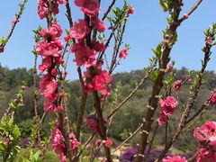 -南国桃园旅游度假区